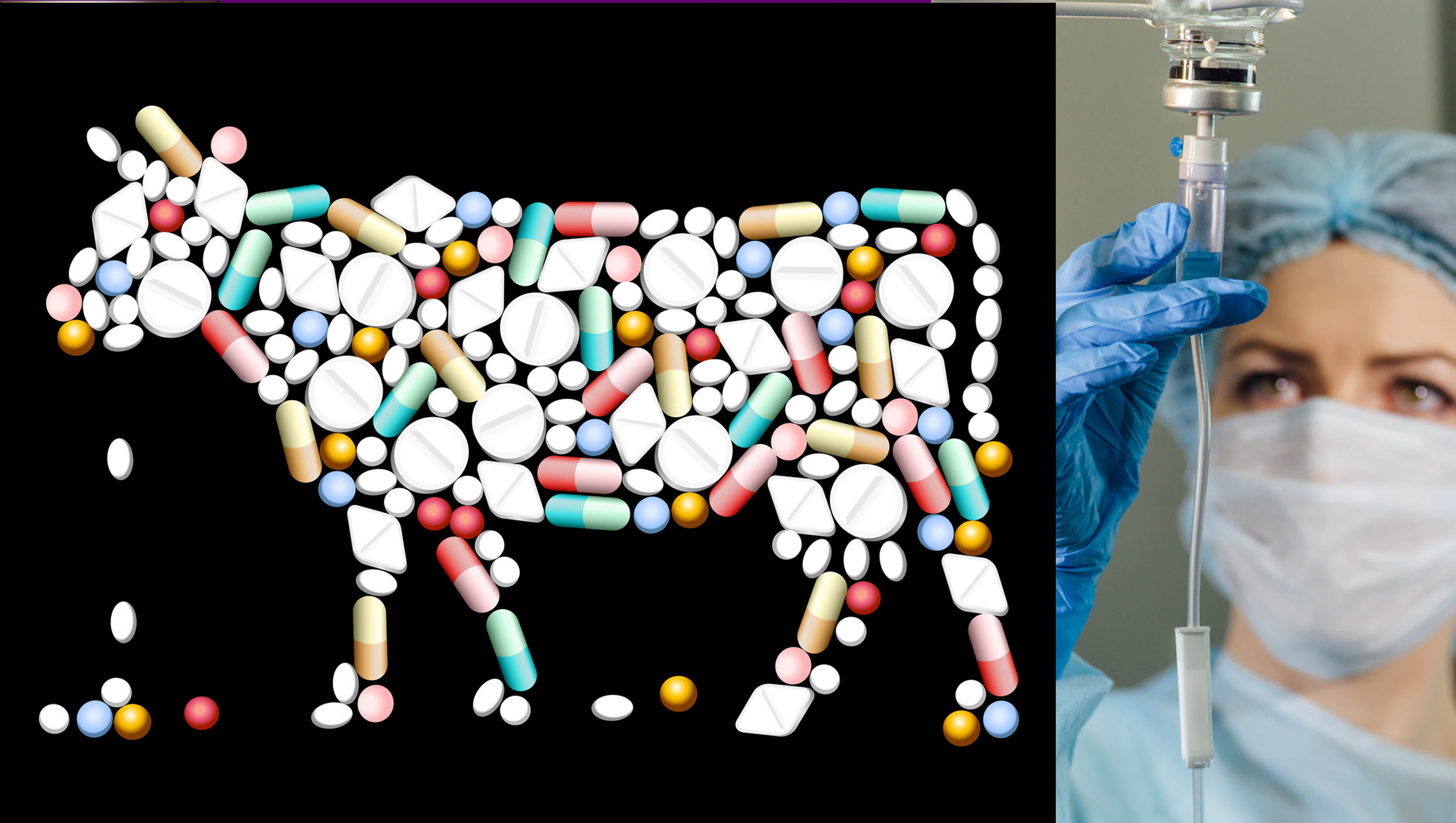 AntibiotikaVerbot für Tiere was ist da dran? Seite 4 Wild und Hund