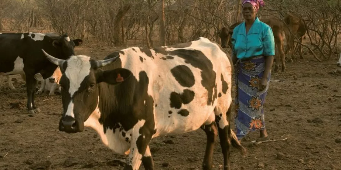 Viehaltung in Burkina Faso.