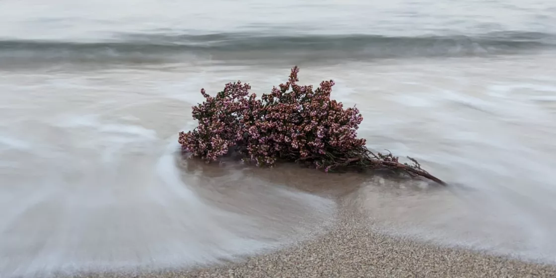 Blumen liegen am Strand