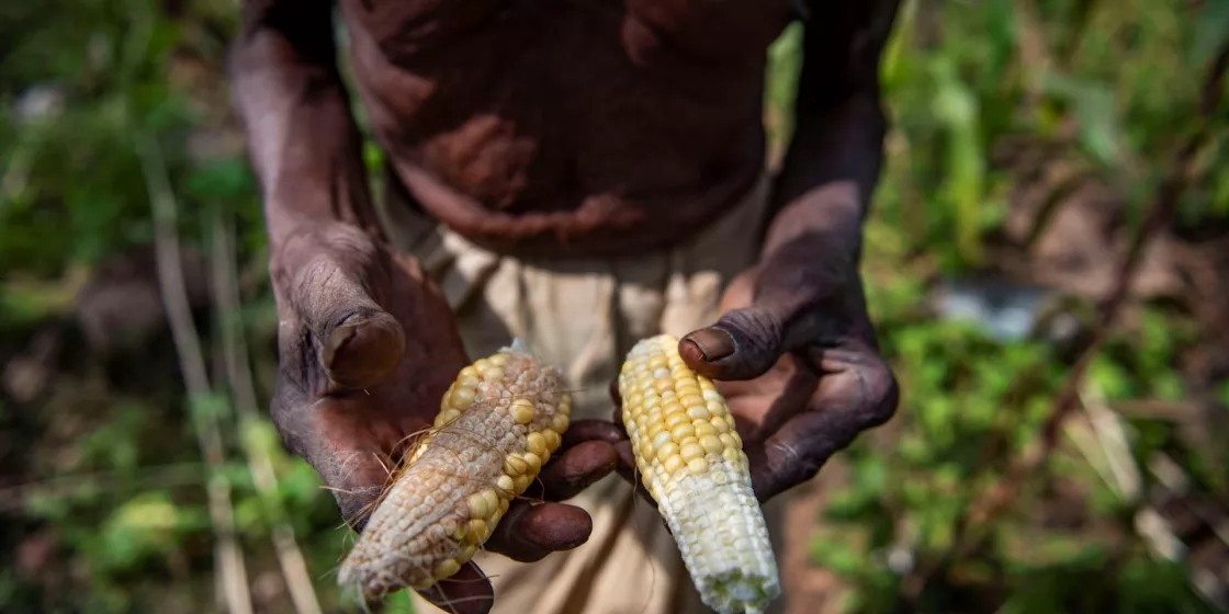 Ein Farmer aus dem indischen Bundesstaat Odisha hält zwei deformierte Maiskolben in den Händen, nachdem es während der Erntezeit ungewöhnlich viel geregnet hat. Foto: Aniket Gawade / Climate Visuals Countdown