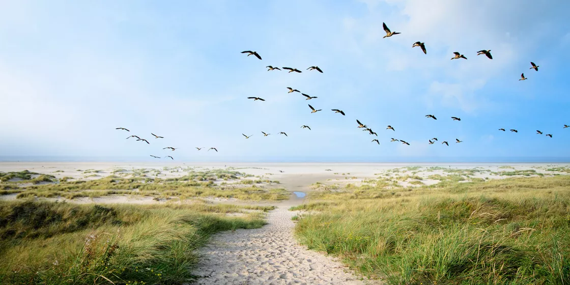 Sandiger Weg zum Meer auf Langeoog