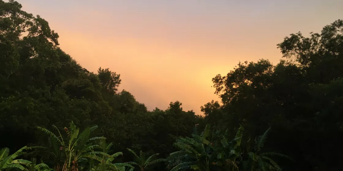 rainforest at sunset