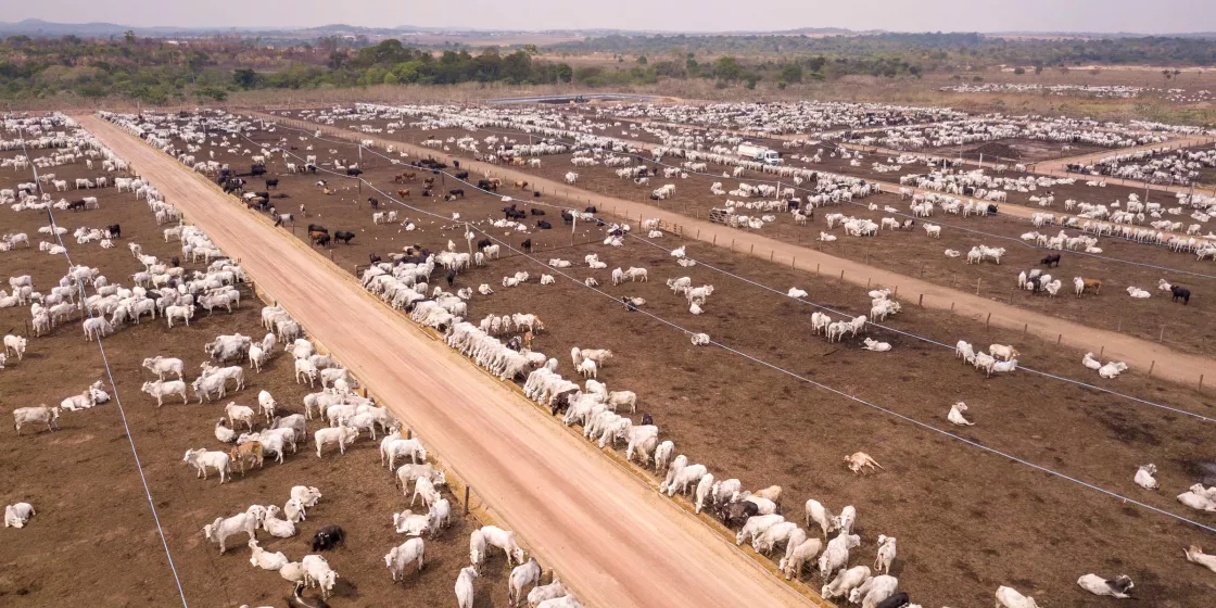 Cattle in Brazil