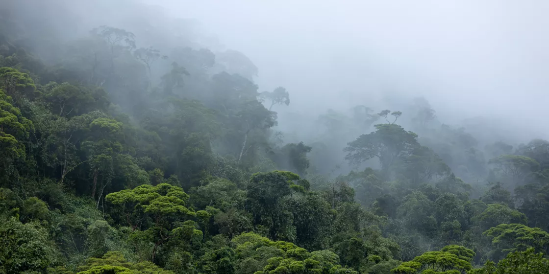 Nebel hängt über Bäumen im Amazonas-Regenwald