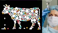 Antibiotikamissbrauch - Tiere Menschen Rechte
