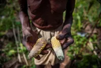 Ein Farmer aus dem indischen Bundesstaat Odisha hält zwei deformierte Maiskolben in den Händen, nachdem es während der Erntezeit ungewöhnlich viel geregnet hat. Foto: Aniket Gawade / Climate Visuals Countdown