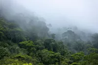 Nebel hängt über Bäumen im Amazonas-Regenwald