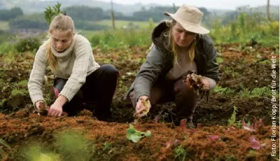 Zwei Frauen pflanzen Salat auf einem Acker.