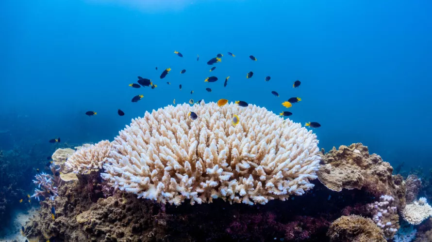Climate Change Is Killing Coral On The Great Barrier Reef : The