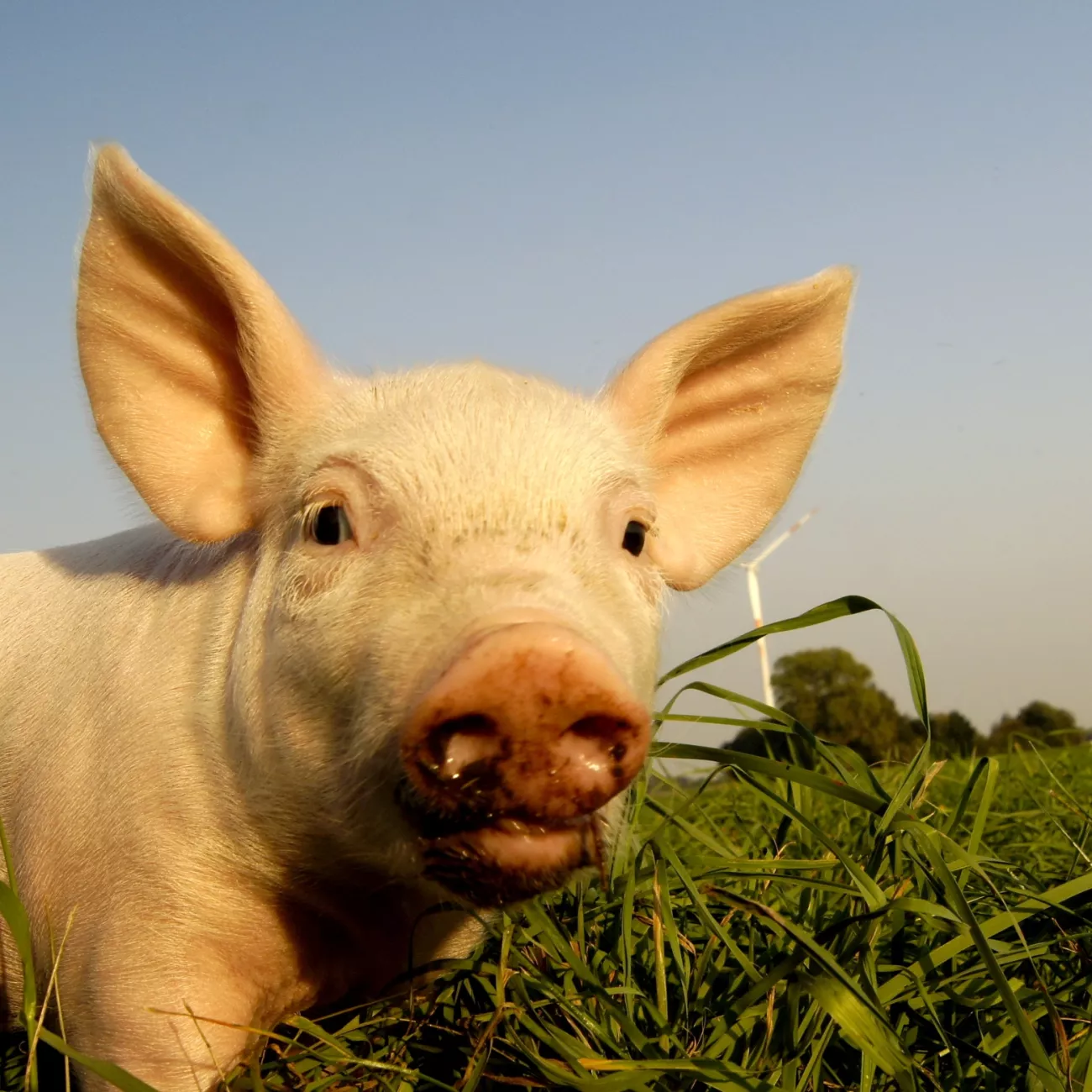 Ein Schwein von vorne auf einer Wiese