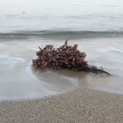 Blumen liegen am Strand