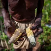 Ein Farmer aus dem indischen Bundesstaat Odisha hält zwei deformierte Maiskolben in den Händen, nachdem es während der Erntezeit ungewöhnlich viel geregnet hat. Foto: Aniket Gawade / Climate Visuals Countdown