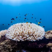 Fig. 1. Coral Bleaching at Magnetic Island in the Great Coral Reef (Victor Huertas / Greenpeace).