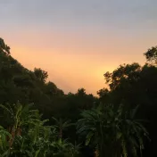 rainforest at sunset