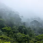 Nebel hängt über Bäumen im Amazonas-Regenwald